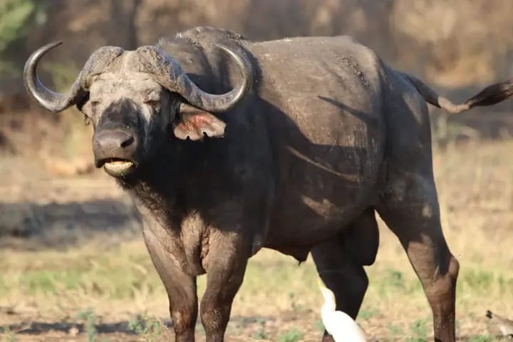 African Buffalo: Strength, Unity and Survival in the Wild