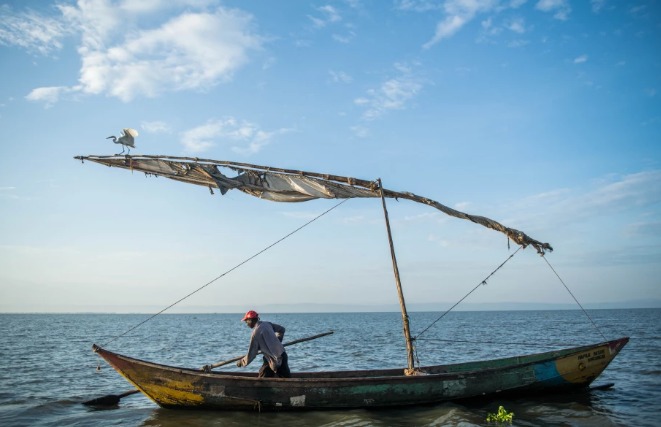 KMFRI Warns Lake Victoria Cage Fish Farmers Over Low Oxygen Levels