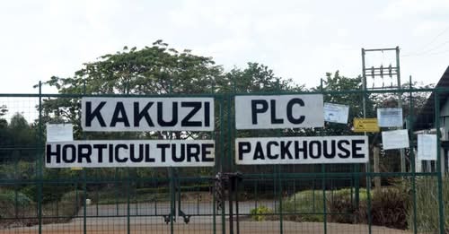 Kakuzi Appeals Order Requiring Surrender of 3,200 Acres to Settle Squatters