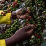 Kirinyaga Coffee Farmers Urged to Expand Production Amid Rising Returns