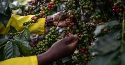 Kirinyaga Coffee Farmers Urged to Expand Production Amid Rising Returns
