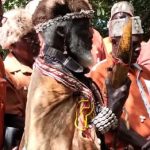 Kirinyaga Elders Perform Cleansing Ritual After Sacred Mugumo Tree Falls at Kutus Police Station