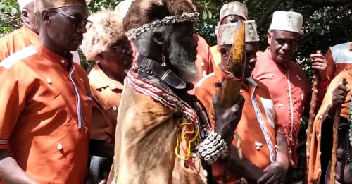 Kirinyaga Elders Perform Cleansing Ritual After Sacred Mugumo Tree Falls at Kutus Police Station