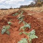Preventing Mosaic Virus in Melons Through Early Pest Control