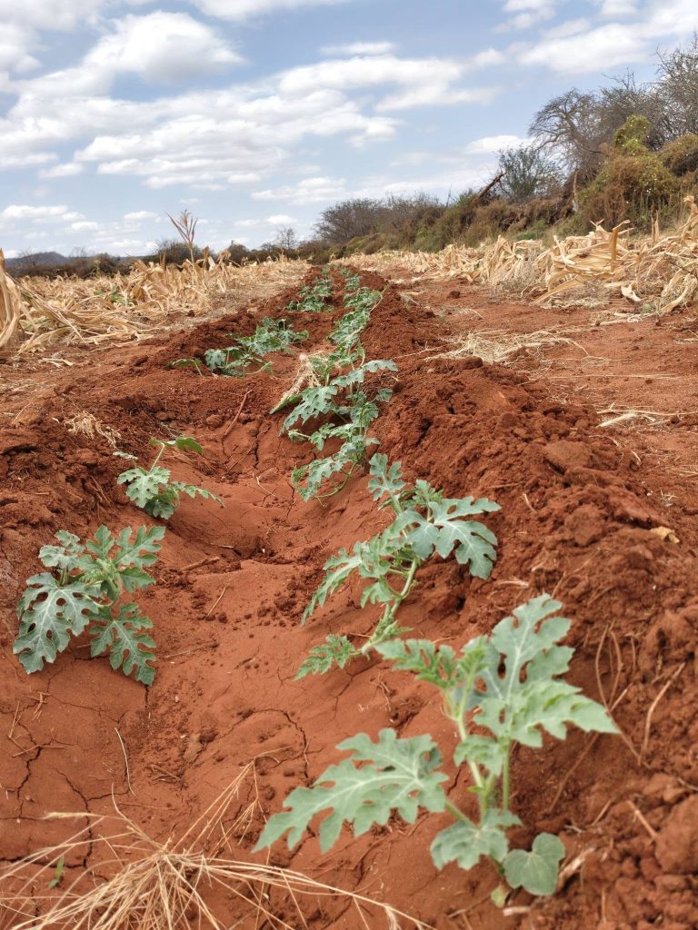 Preventing Mosaic Virus in Melons Through Early Pest Control