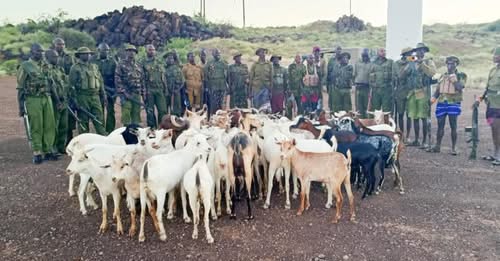 OLICE RECOVER STOLEN LIVESTOCK AFTER FIERCE GUN BATTLE WITH ARMED BANDITS IN MARSABIT